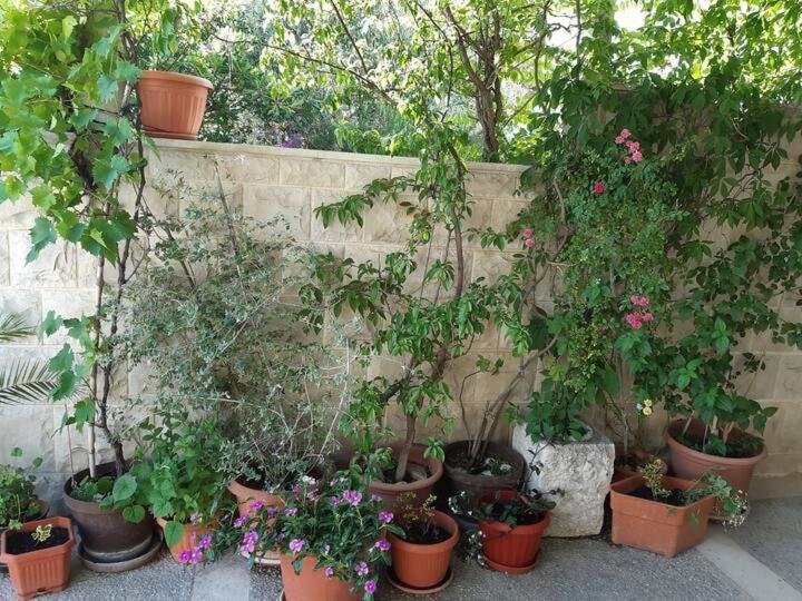 Apartment Biljana Bol Zewnętrze zdjęcie
